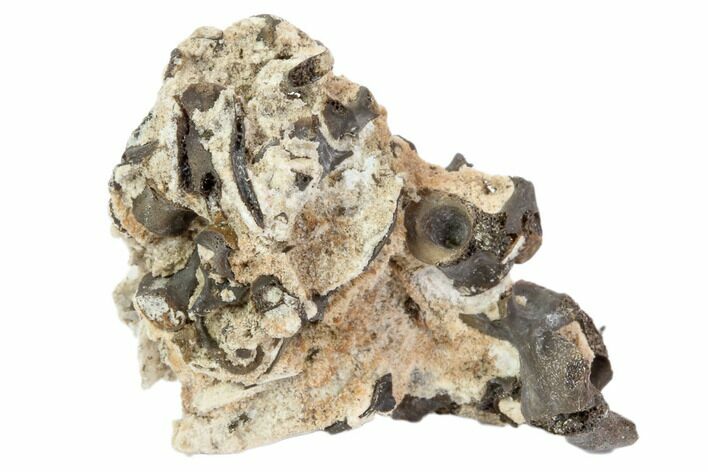 Permian Reptile Vertebrae & Bone Fragments - Oklahoma #79495